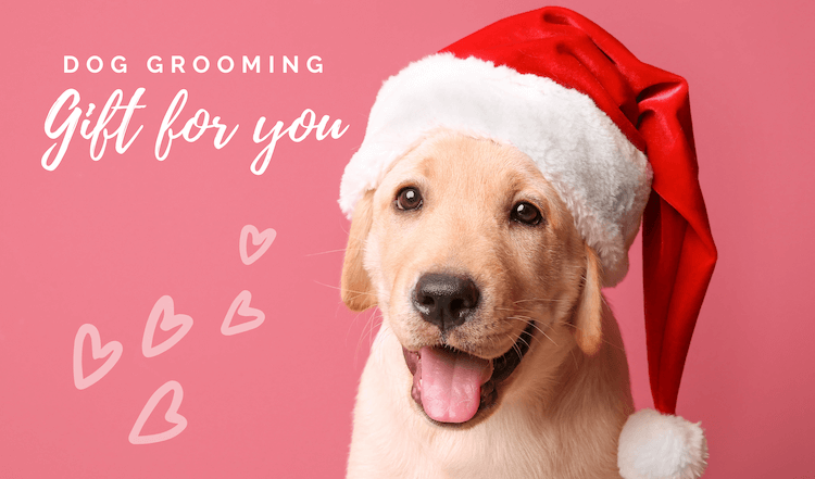 dog grooming christmas gift certificate front