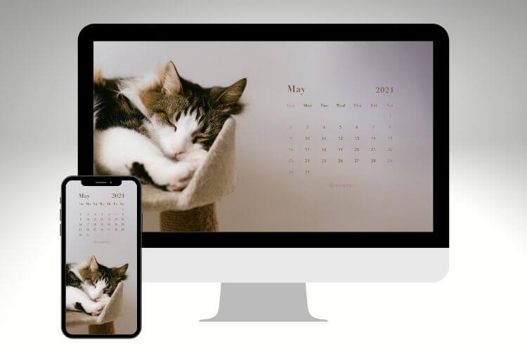 fluffy cat calendar wallpaper