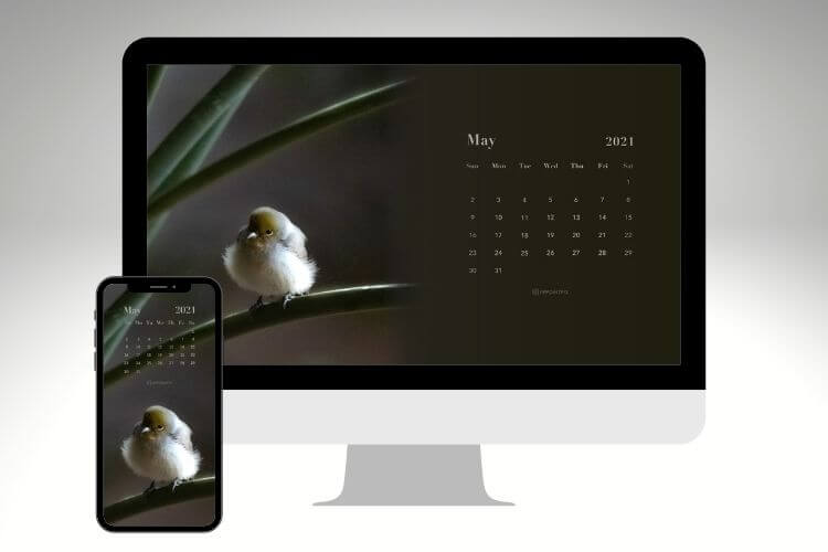little bird calendar wallpaper