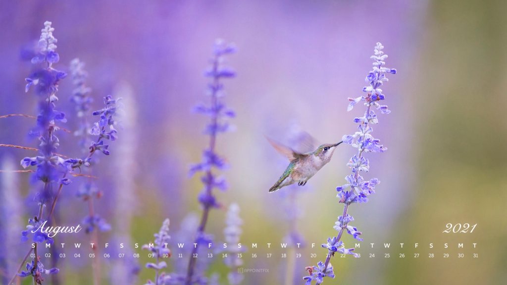 August-2021-calendar-wallpaper-humming-bird-lavender-mobile