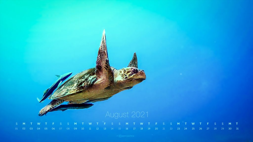 August-2021-calendar-wallpaper-turtle-desktop