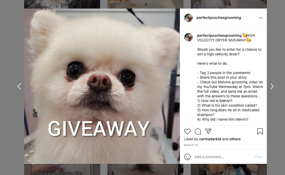 dog-groomer-business-giveaway