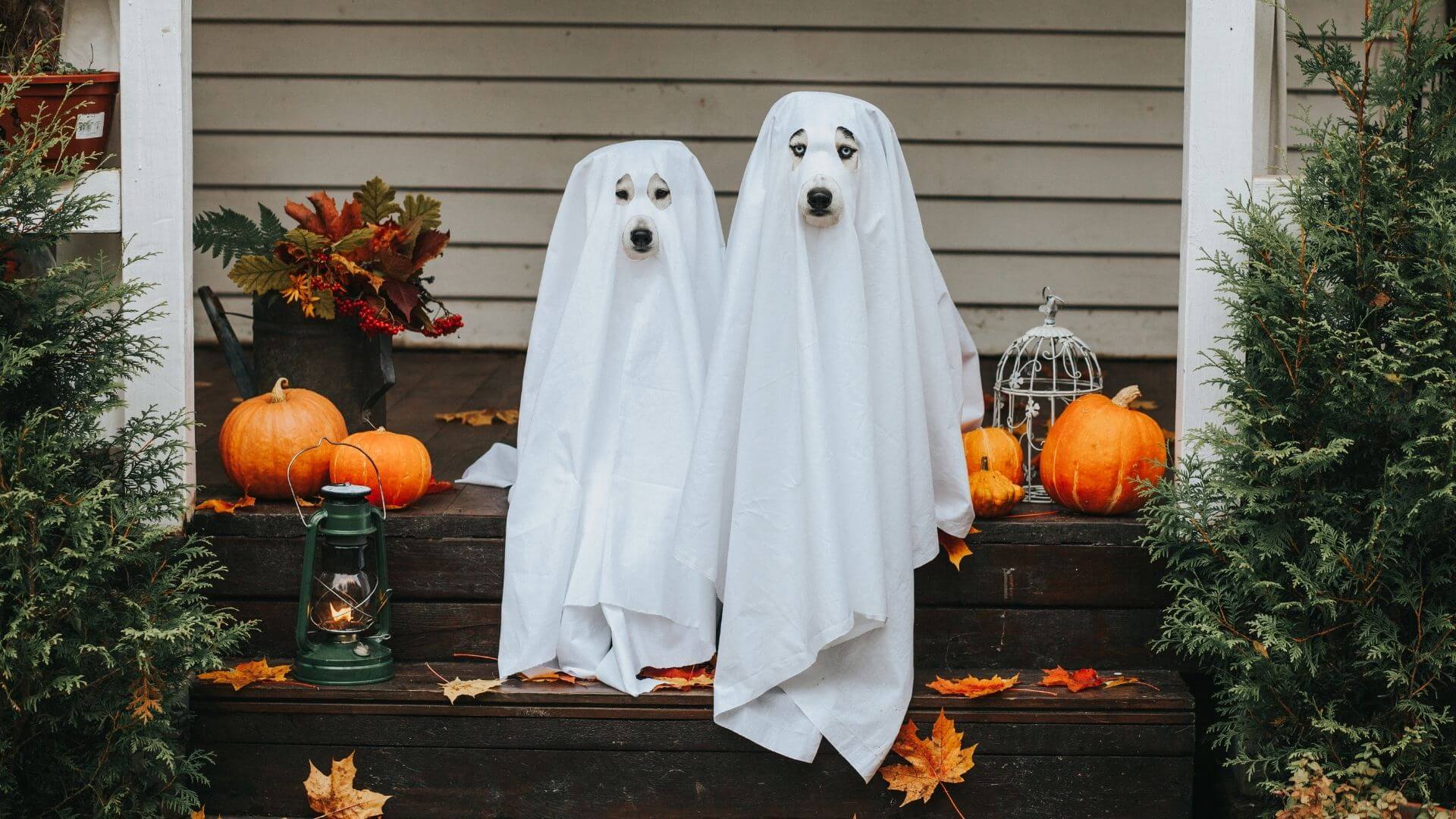 dog ghosts halloween costumes