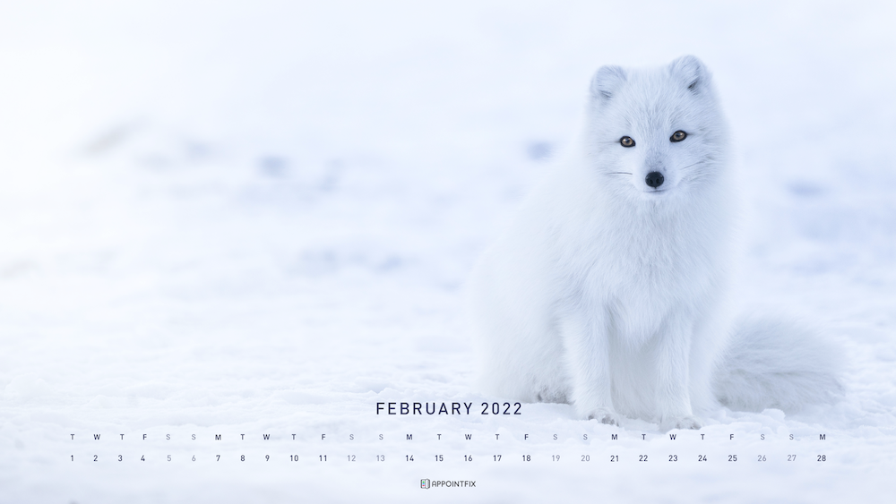 polar-fox-wallpaper